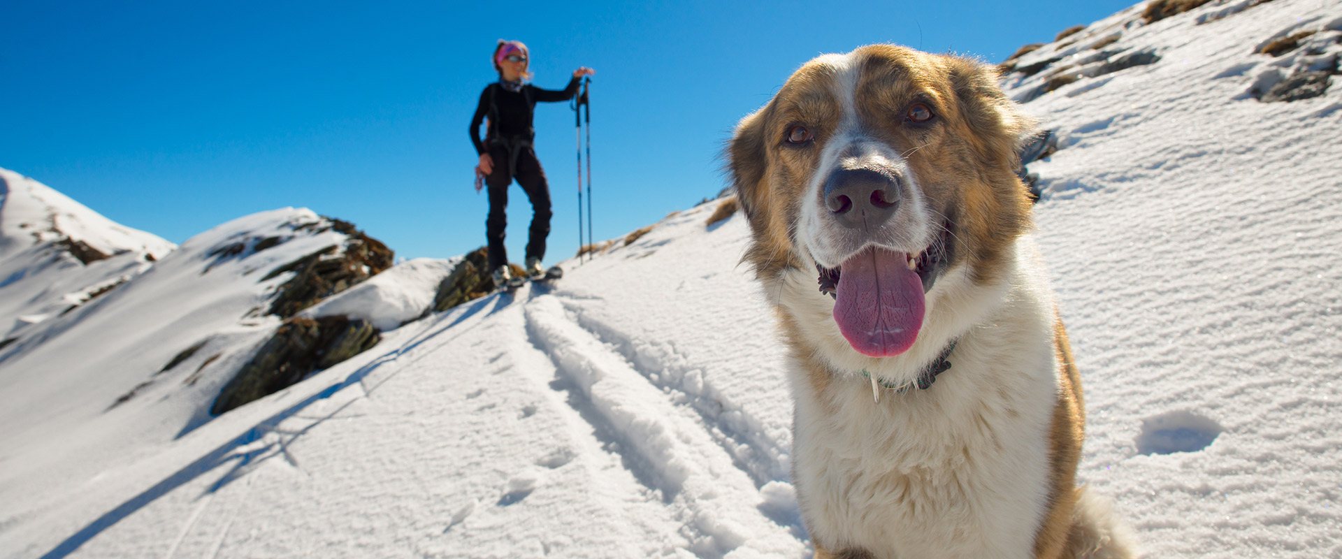 Skiurlaub Hund Aparthotel Österreich