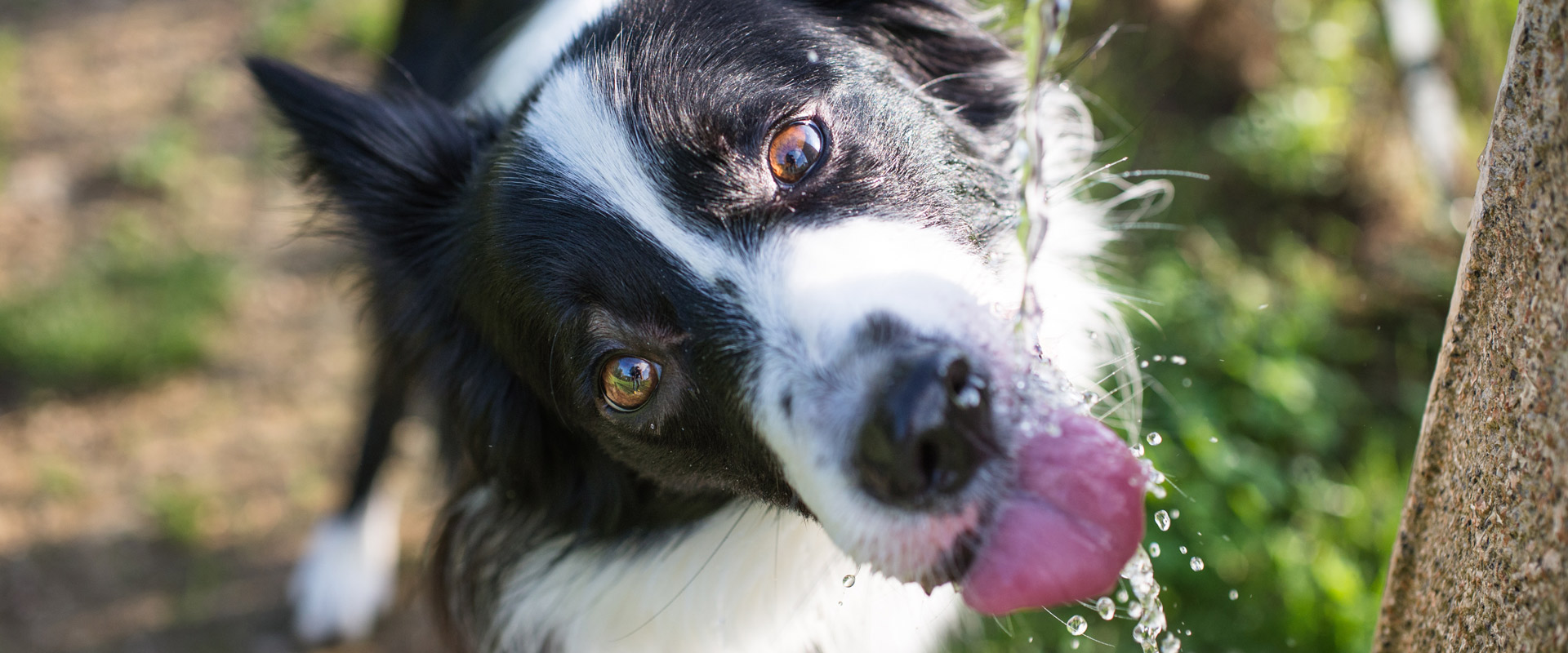 Familienurlaub Hund Apartment Aparthotel Österreich